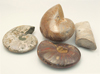 Ammonite